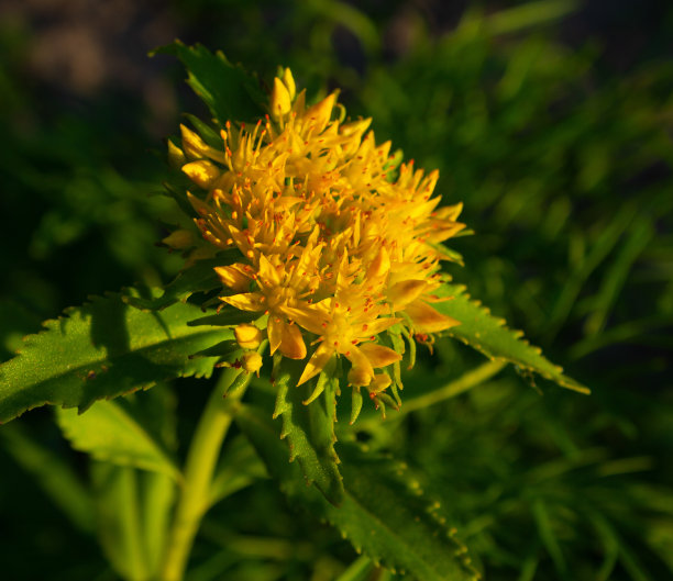 rhodiola
