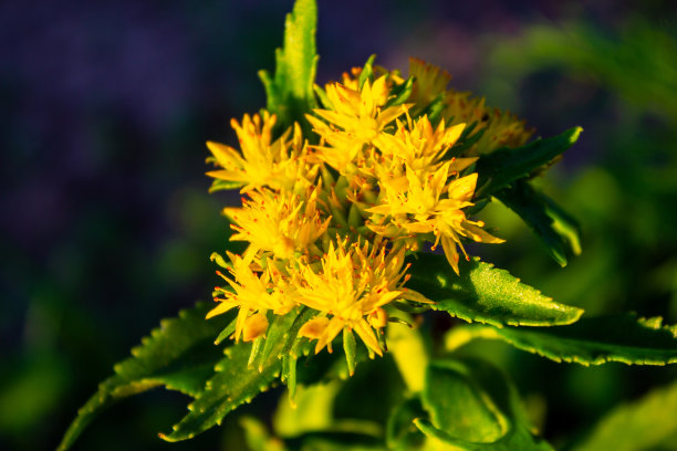 rhodiola