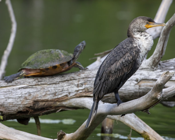 perched