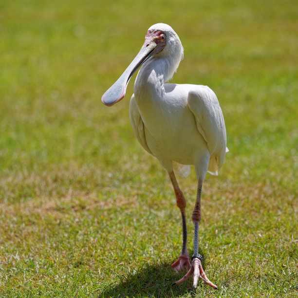 spoonbill