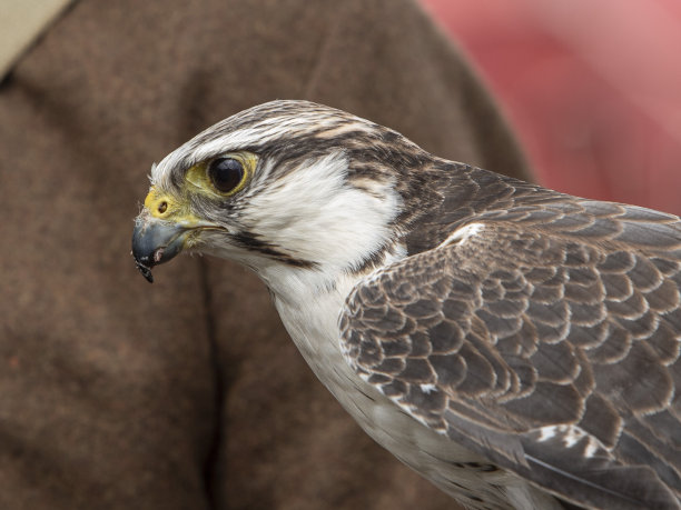 falcon