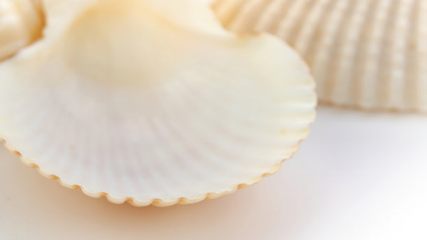 shells