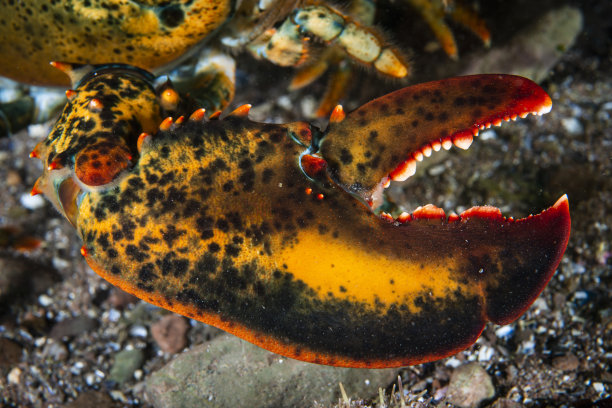 crustacean