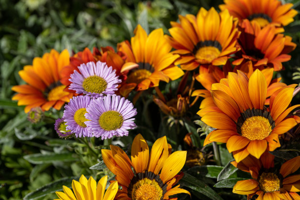 gazania