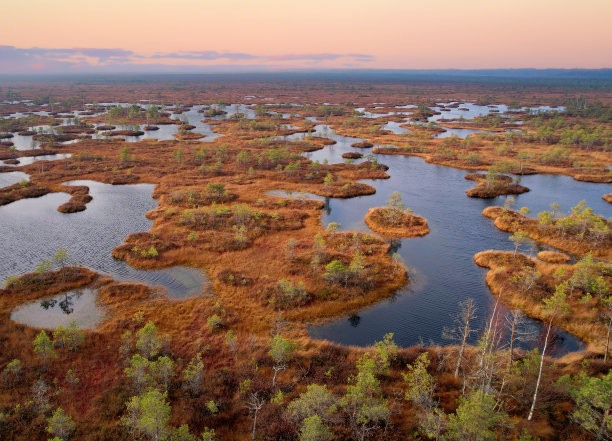 marsh