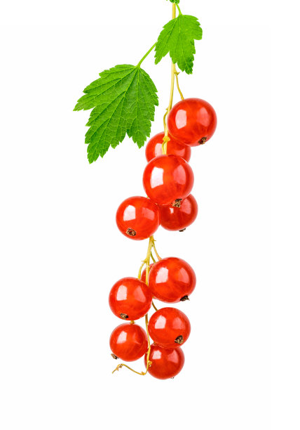 redcurrant