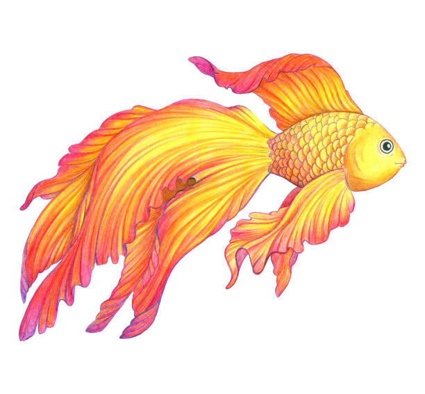 carassius