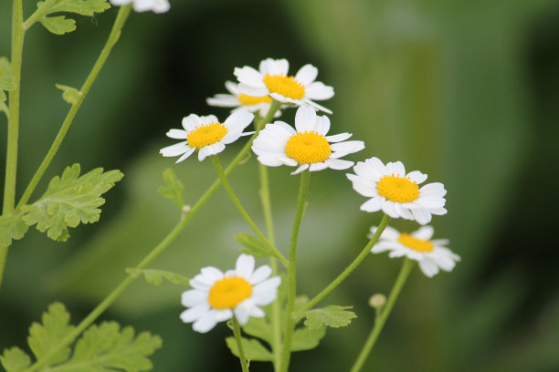 pyrethrum