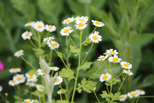pyrethrum