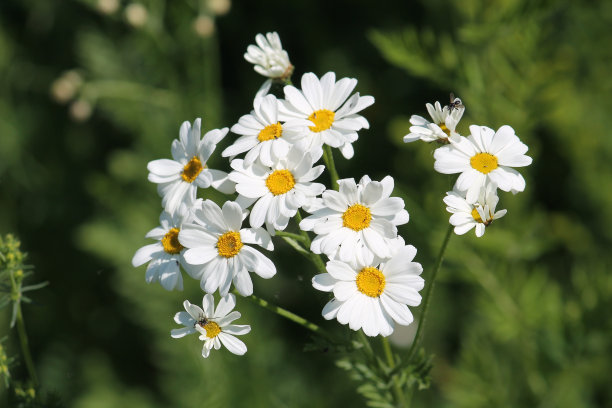 pyrethrum
