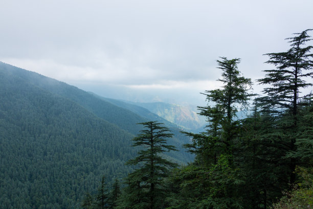 simla