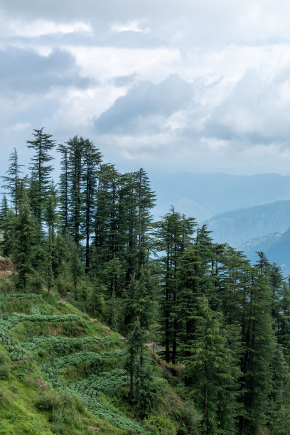 simla