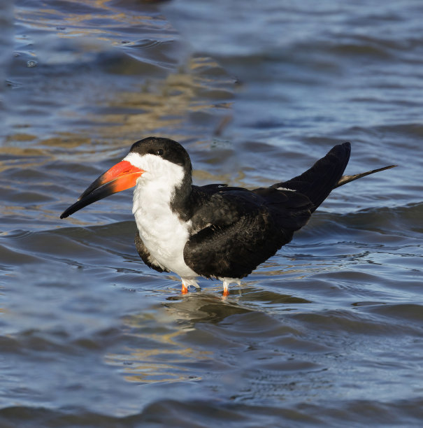 skimmer