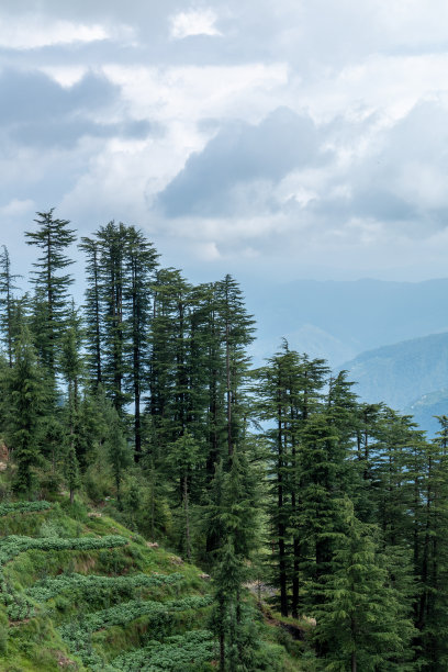 simla