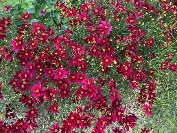 calliopsis
