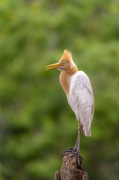 ibis