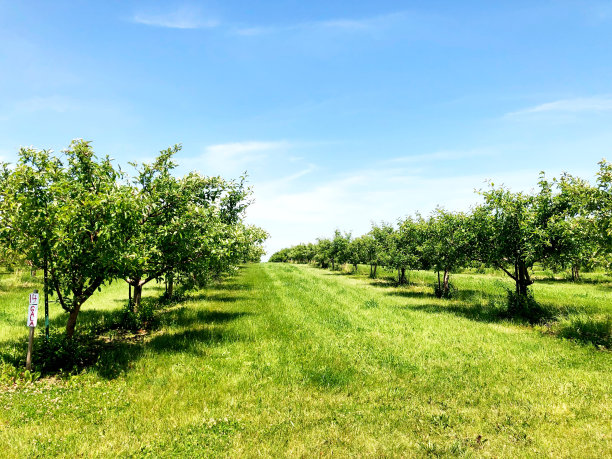 orchard