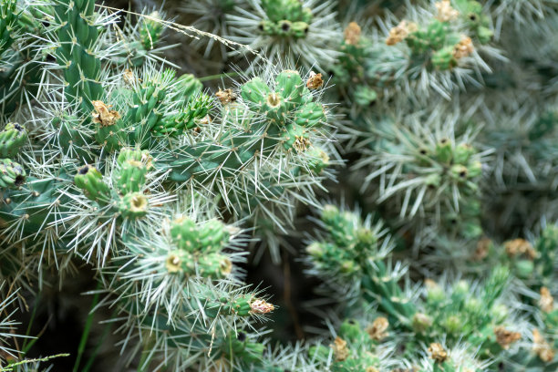 cholla