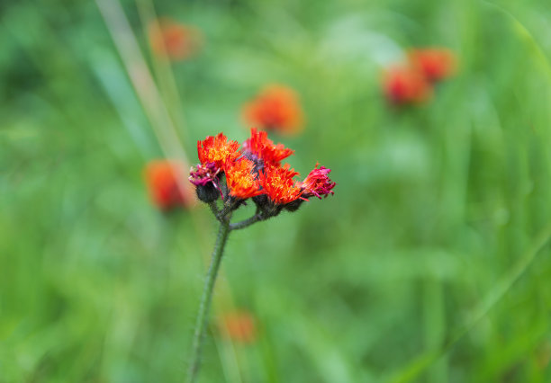 hawkweed