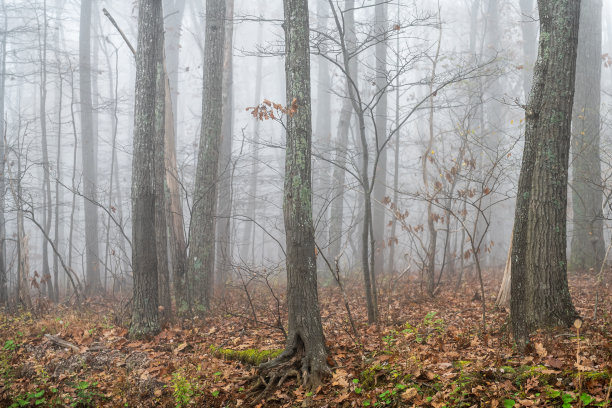 浓雾里的树林