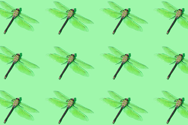 蓝白花卉蝴蝶图案素材