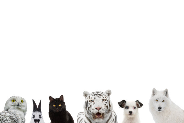 fauna
