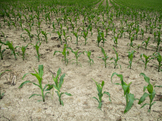 drought