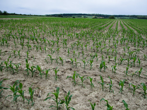 drought