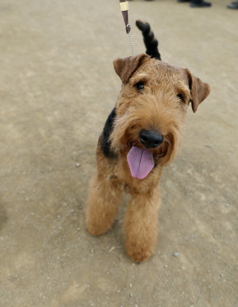 airedale