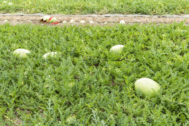 plantation