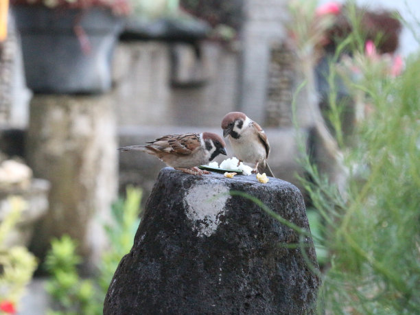 sparrow