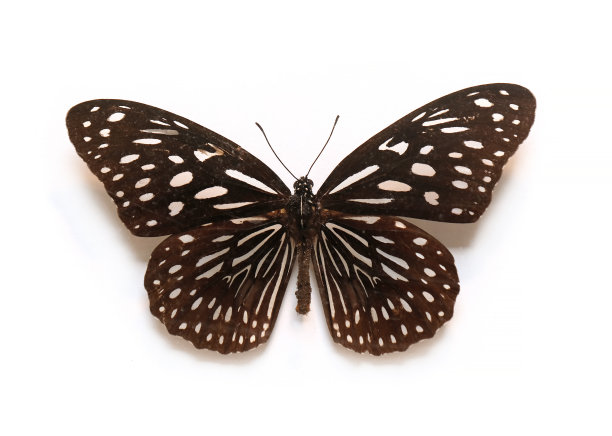 danaus