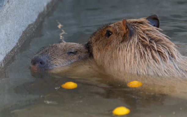 capybara