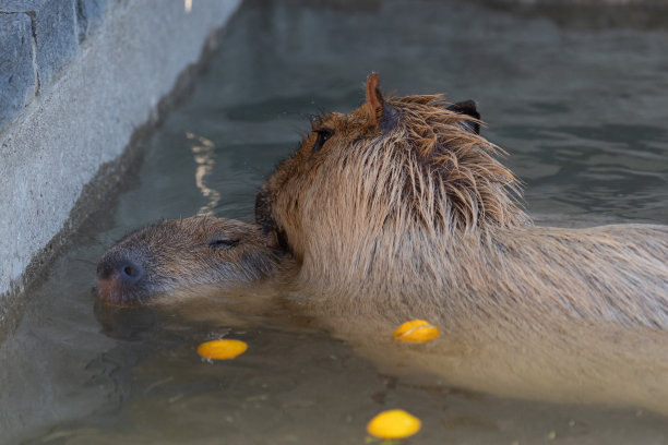 capybara