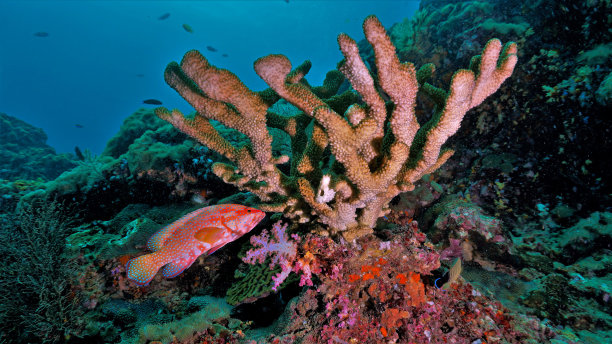 珊瑚鱼,珊瑚,软珊瑚