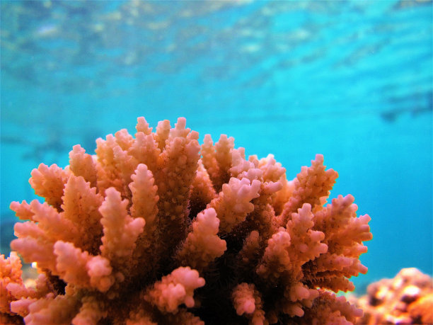 corals