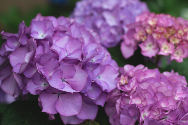 calluna