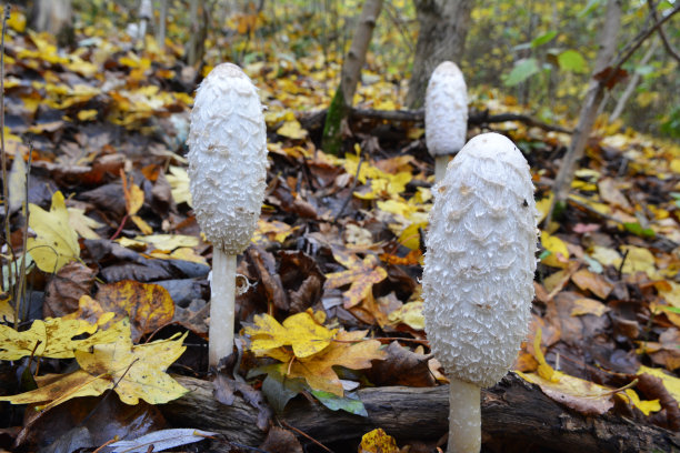 coprinus