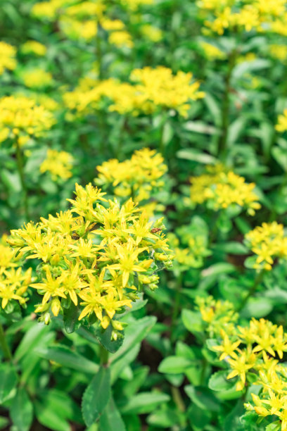 sedum