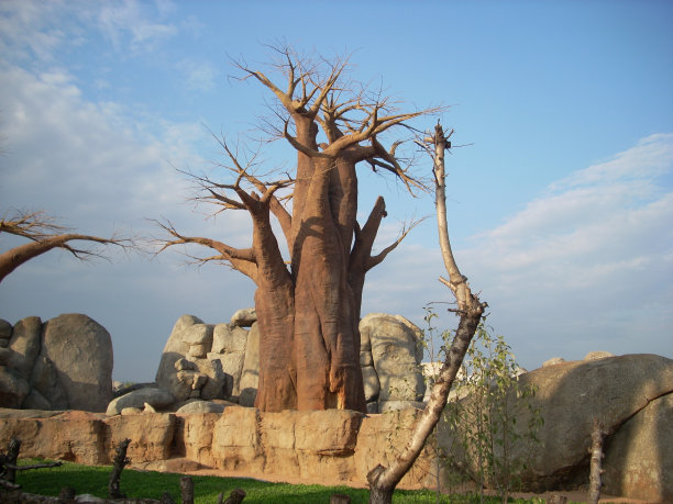 baobab