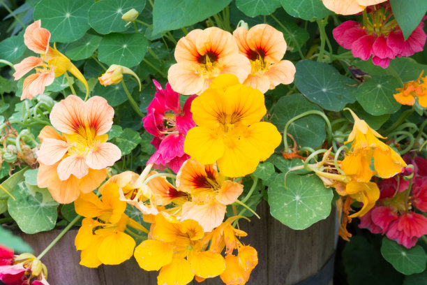 nasturtium