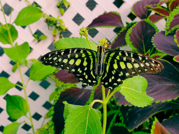 ornithoptera