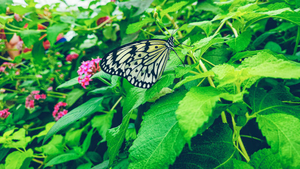 ornithoptera