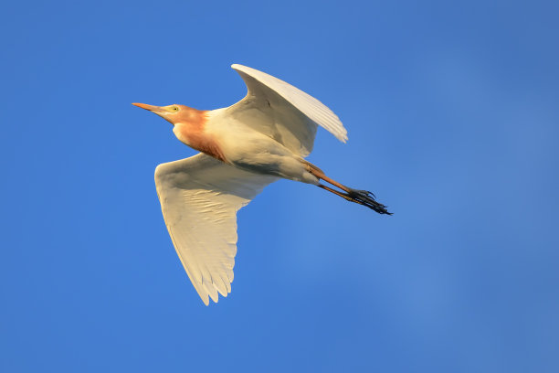 ibis