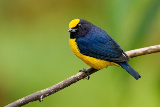 ornithology