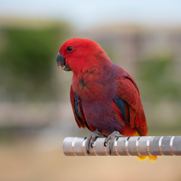 eclectus