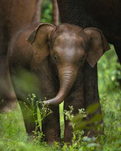 pachyderm