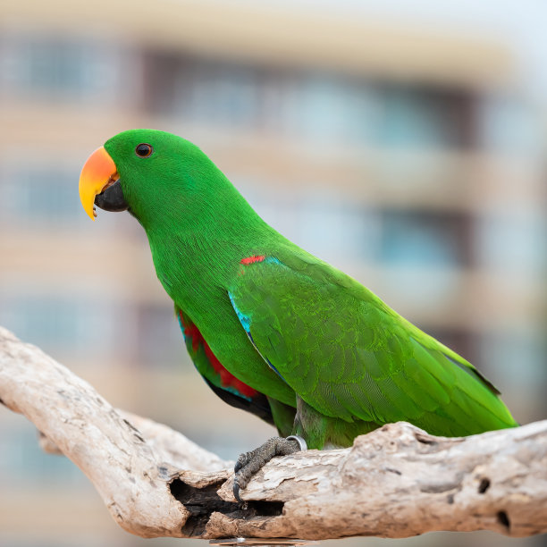 eclectus