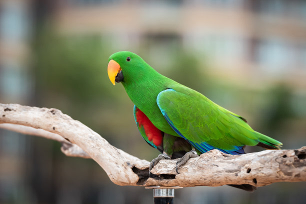 eclectus
