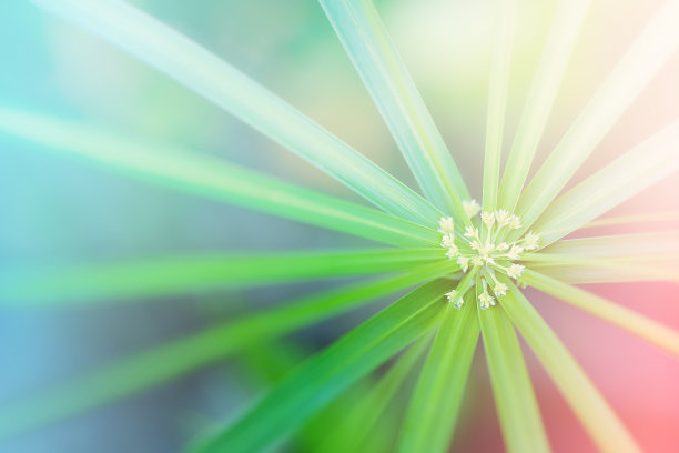 清新蓝绿棕榈叶图案背景